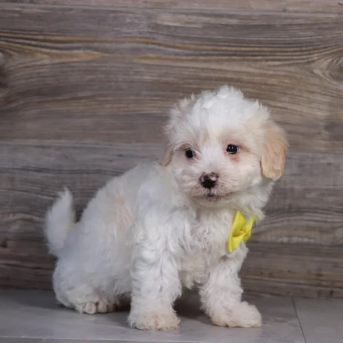 Teacup-Toy Maltipoo Alvin -Available Now  Male