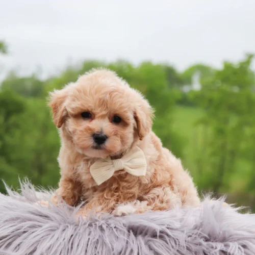 Tristen - Available 5/28 Male Teacup-Maltipoo