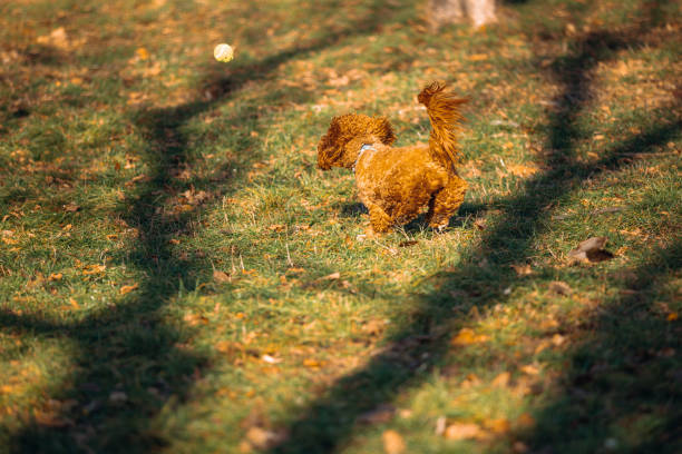 The fluffy brown dog bounds towards a ball across a grassy area, capturing a moment of energetic play. Sunlight illuminates the scene, casting long shadows from the nearby trees, enhancing the lively essence of outdoors and fun. Focus and excitement fill the air.