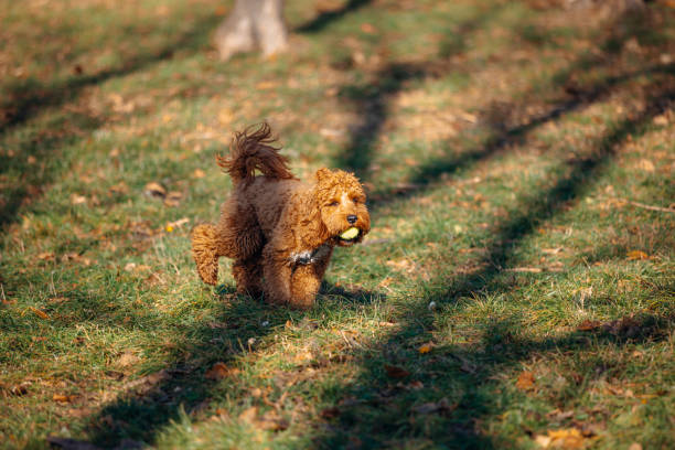 In a lively display, a dog charges across a sunlit park, clutching a ball mid-stride. The scene captures the thrill of the chase against a backdrop of fallen leaves, painting a vivid portrait of spirited vitality and carefree enjoyment in nature's embrace.