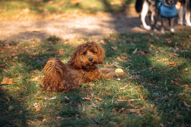 In this peaceful outdoor image, a brown dog rests leisurely on the grass, showcasing a sense of relaxation and comfort in the natural surroundings, basking in the harmony of nature and the soothing elements of a tranquil environment.