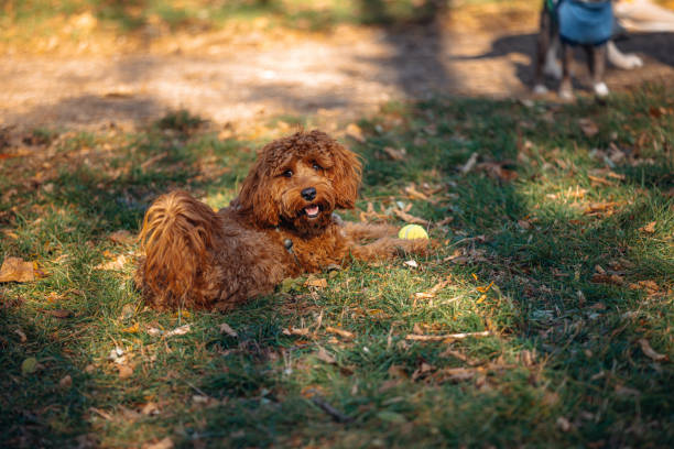 A fluffy brown dog lounges contentedly on the green grass, surrounded by dappled sunlight and fallen leaves, indicating a beautiful day at the park. The dog's playful demeanor is evident as it chews on a tennis ball nearby, showcasing a happy moment.