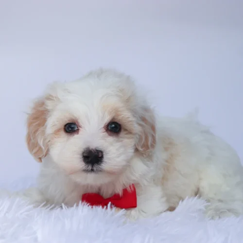 Shaun - Available 9/10