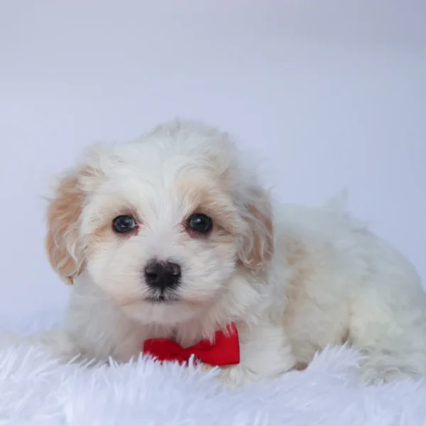Shaun - Available 9/10